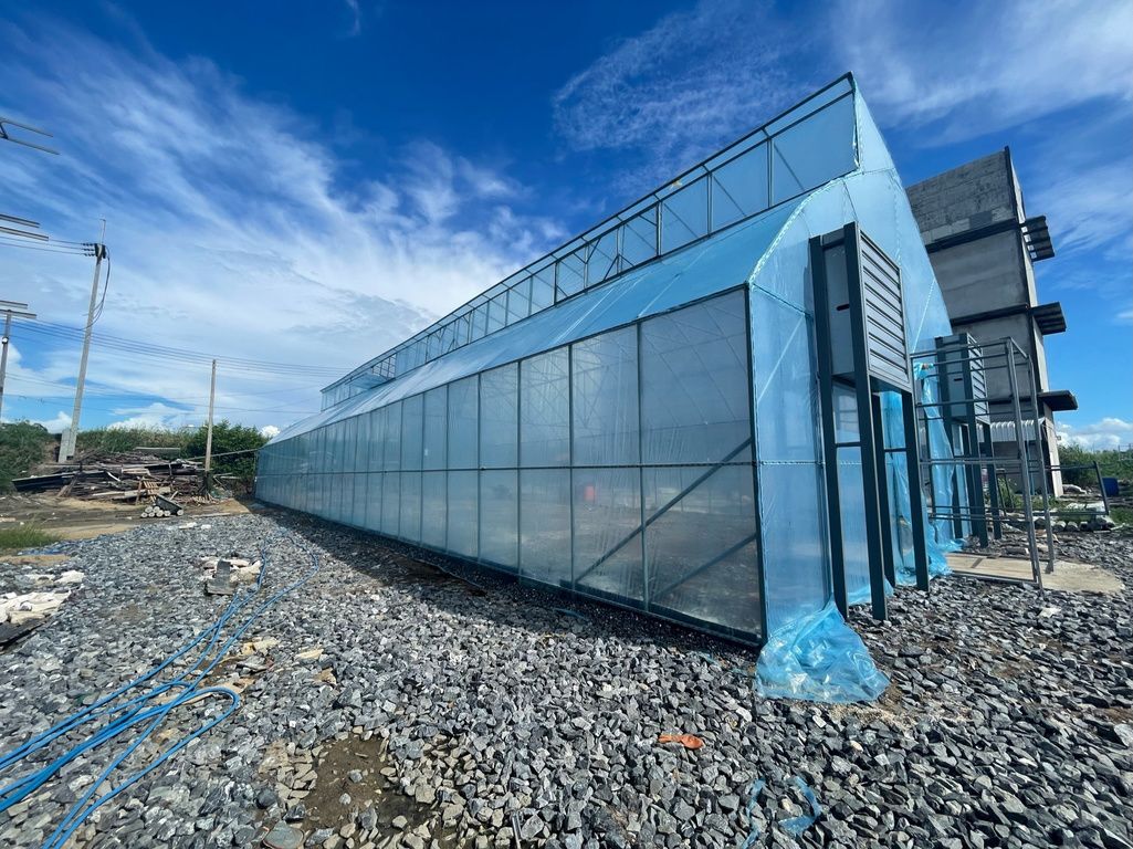 Greenhouse with young cannabis plants