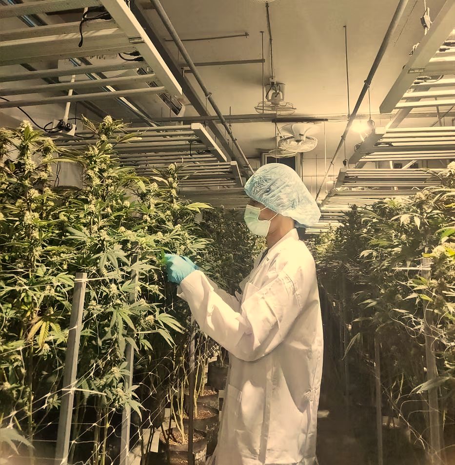 Grower inspecting flowering plants